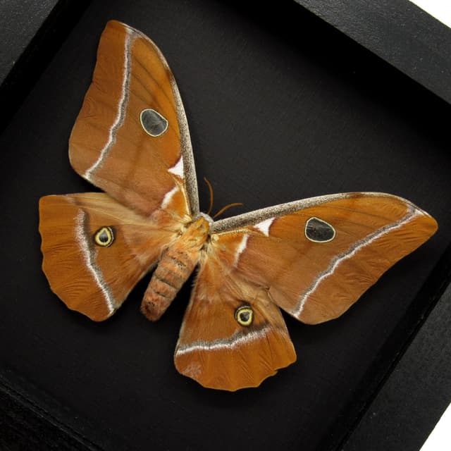 Very rare Giant Godman's Silkmoth framed taxidermy - Antheraea godmani - female - minor damage