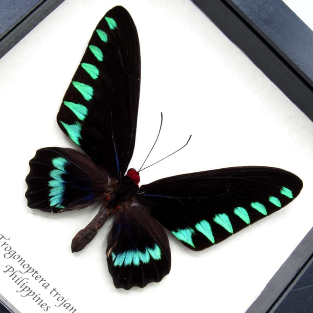 Giant Palawan Birdwing butterfly framed specimen - Trogonoptera trojana