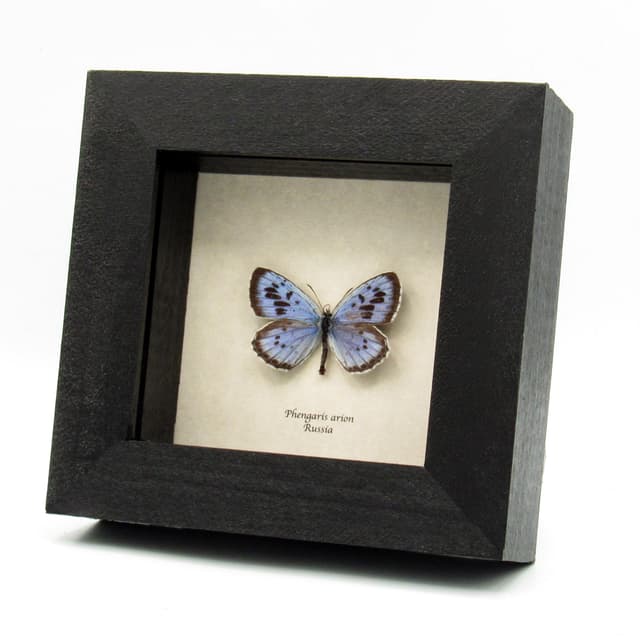 Rare Carnivorous Large Blue butterfly framed taxidermy - Phengaris arion