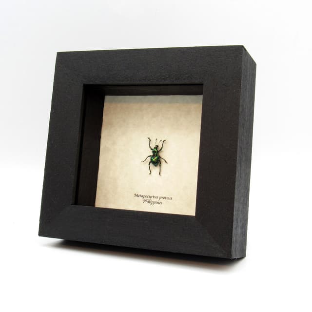 WEEVIL MANIA - Real green metallic beetle framed taxidermy - Metapocyrtus proteus