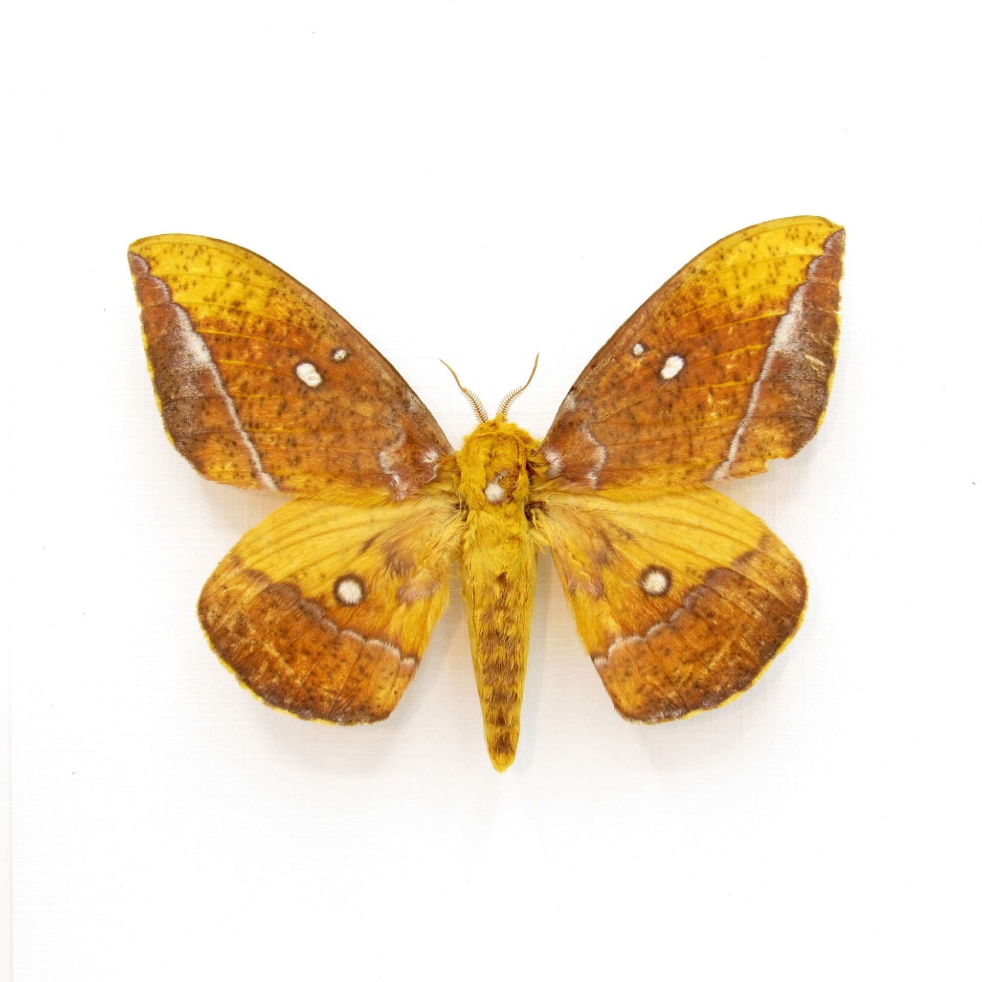 Rare Saturn moth framed taxidermy - Eacles ducalis