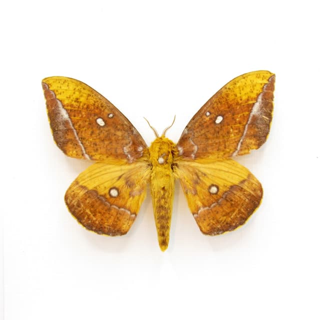 Rare Saturn moth framed taxidermy - Eacles ducalis