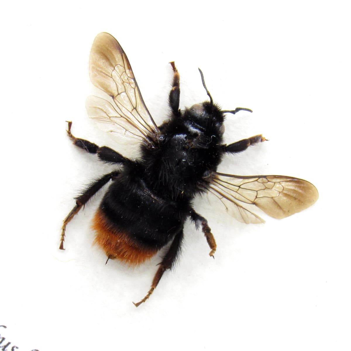 Real Red Tailed Bumblebee framed taxidermy - Bombus lapidarius