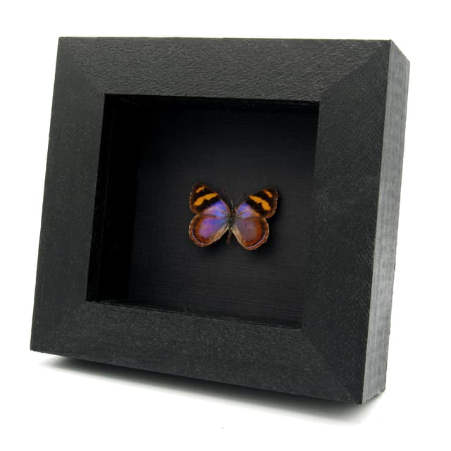 Rare purple butterfly framed taxidermy - Bolboneura sylphis