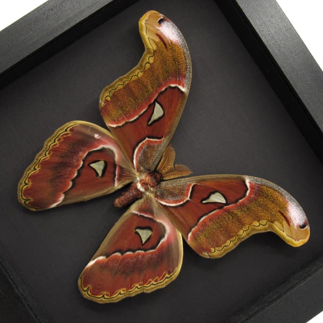 Real Giant Atlas moth framed specimen- Attacus atlas