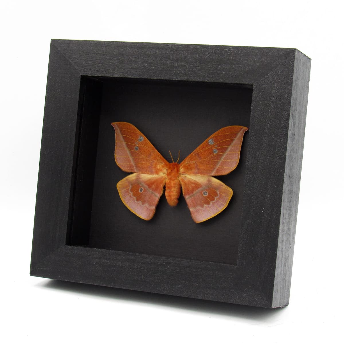 Rare Cricula Silkmoth framed taxidermy - Cricula andrei