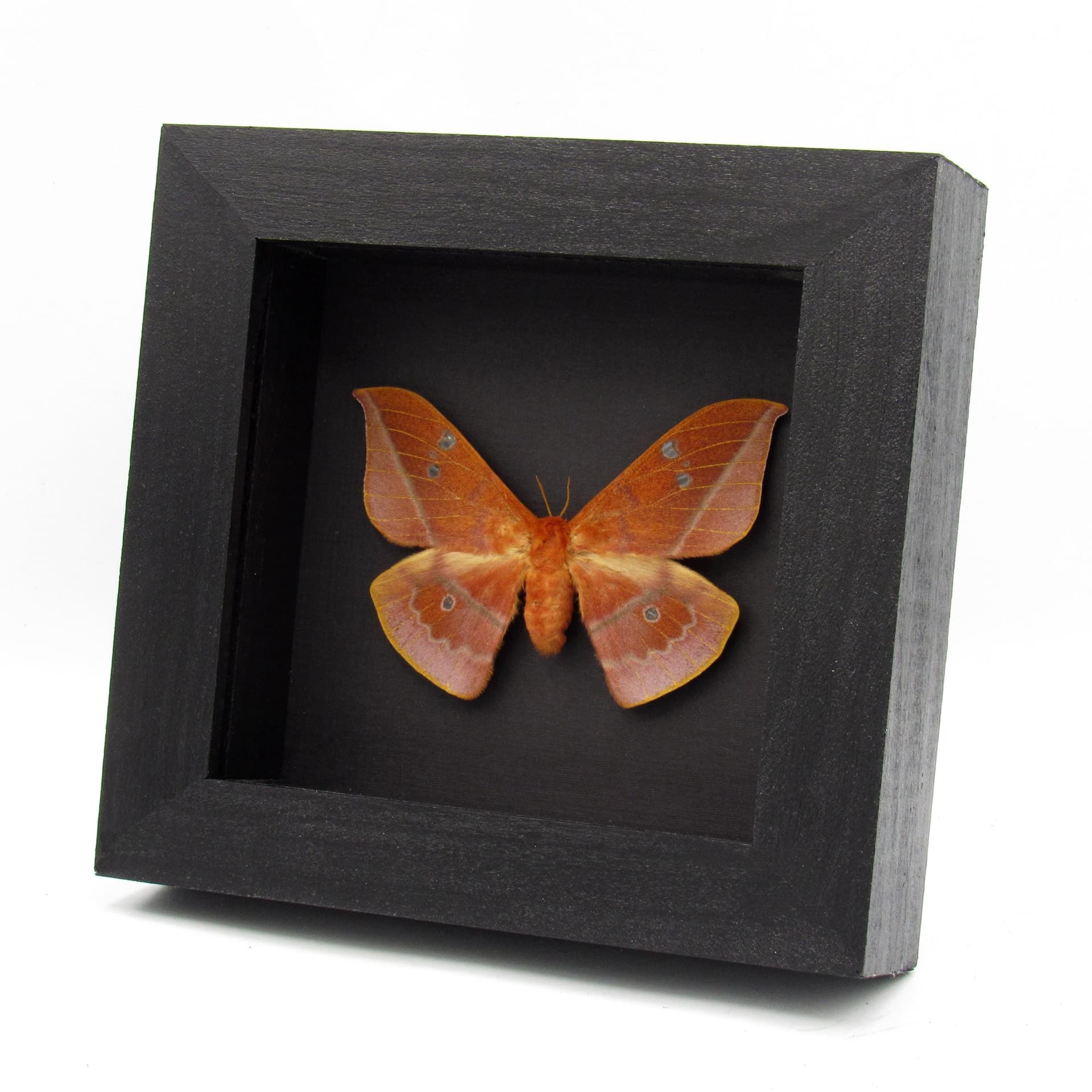 Rare Cricula Silkmoth framed taxidermy - Cricula andrei