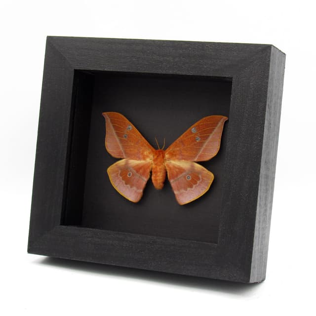 Rare Cricula Silkmoth framed taxidermy - Cricula andrei