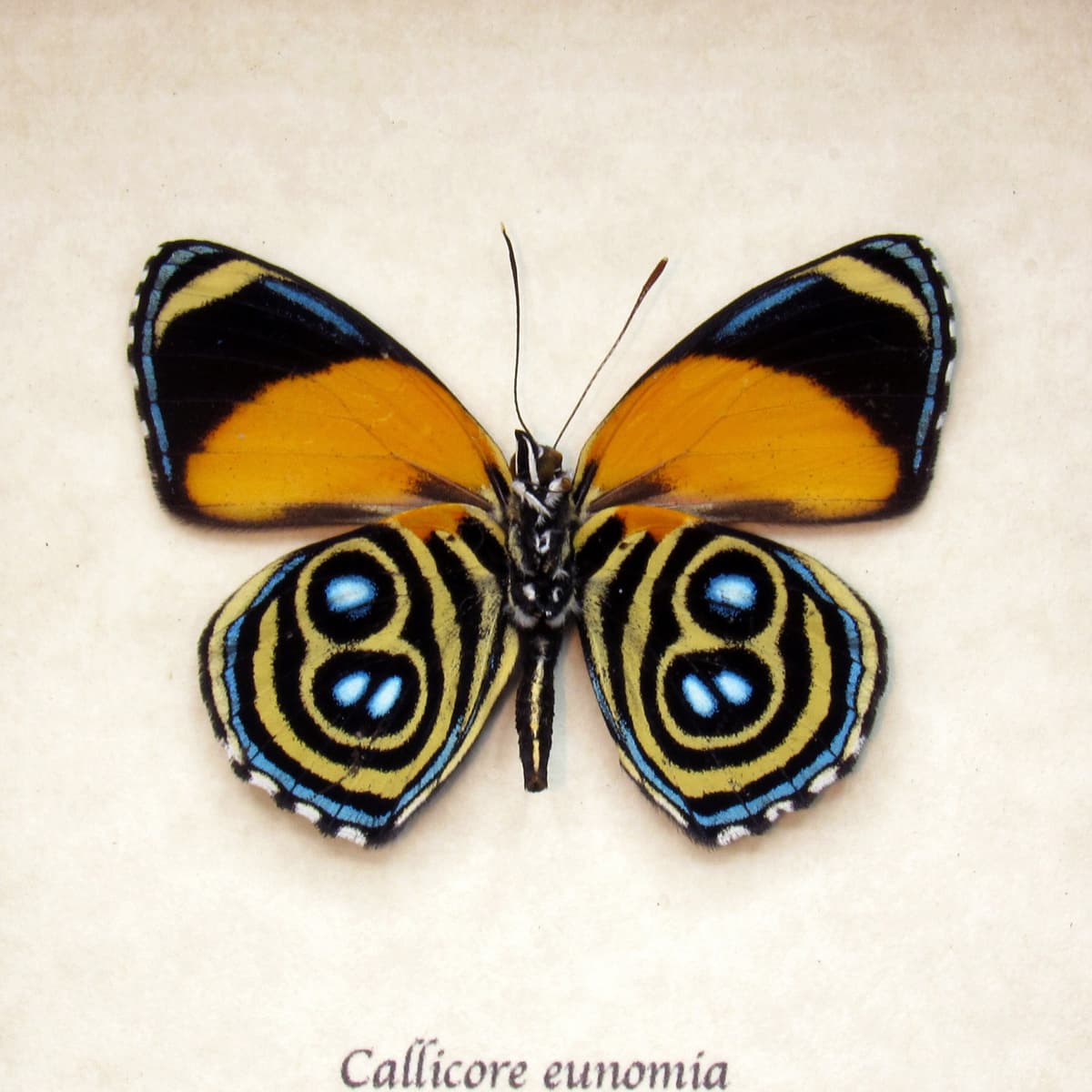 Real framed Eunomia Eighty-eight taxidermy butterfly - Callicore eunomia