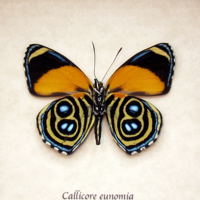 Real framed Eunomia Eighty-eight taxidermy butterfly - Callicore eunomia