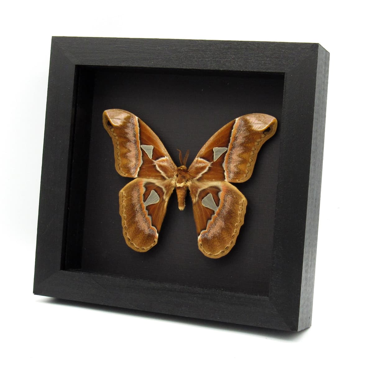 Rare XL Rothschildia Saturn moth framed taxidermy - Rothschildia aurota