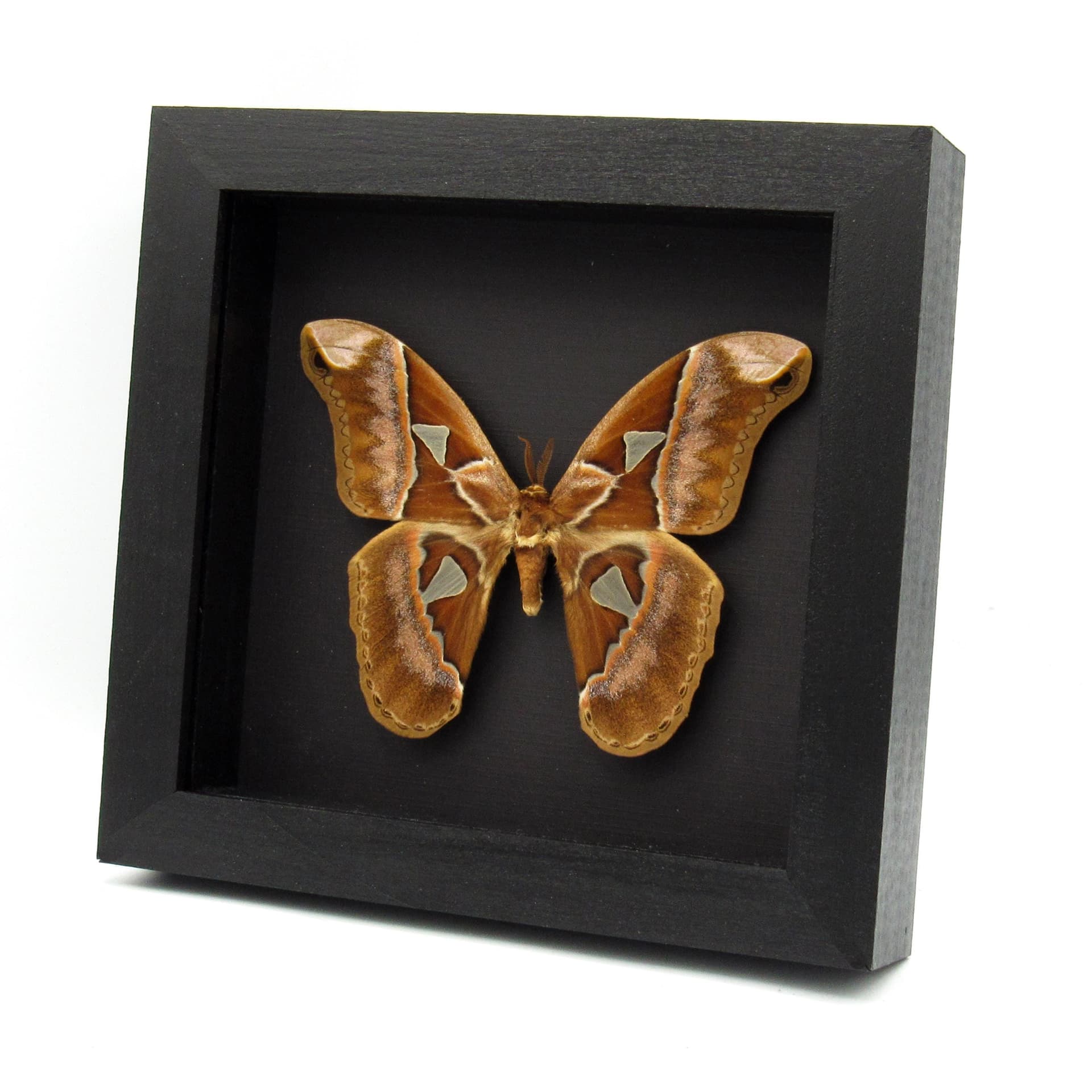 Rare XL Rothschildia Saturn moth framed taxidermy - Rothschildia aurota