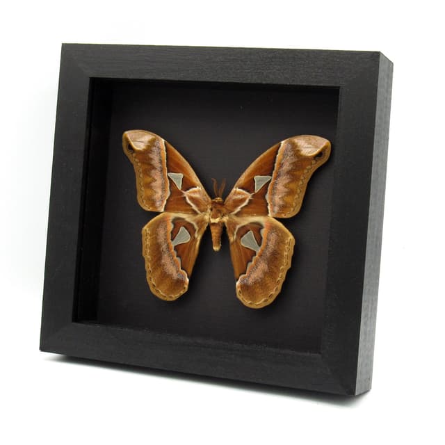 Rare XL Rothschildia Saturn moth framed taxidermy - Rothschildia aurota