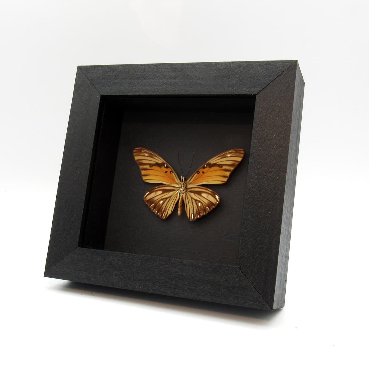 Real metallic silver Gulf Fritillary butterfly framed - Agraulis vanillae maculosa