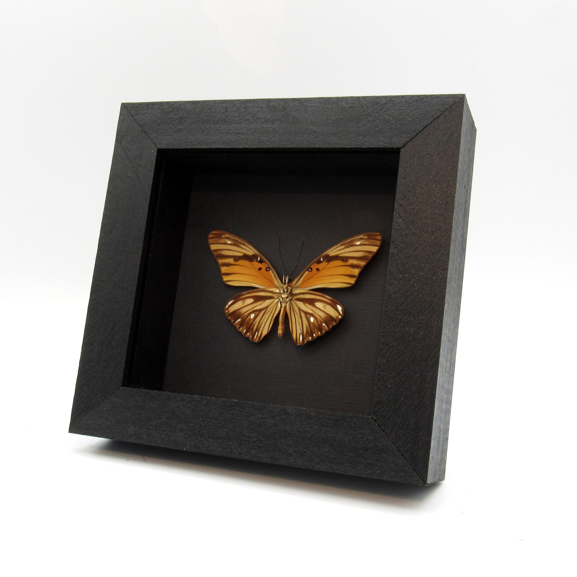 Real metallic silver Gulf Fritillary butterfly framed - Agraulis vanillae maculosa
