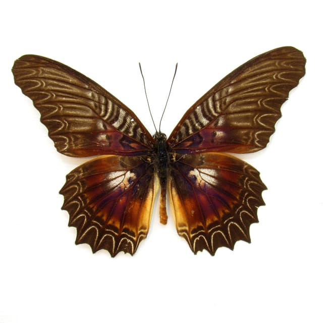 Real Violet Lacewing butterfly framed taxidermy - Cethosia myrina sarnada