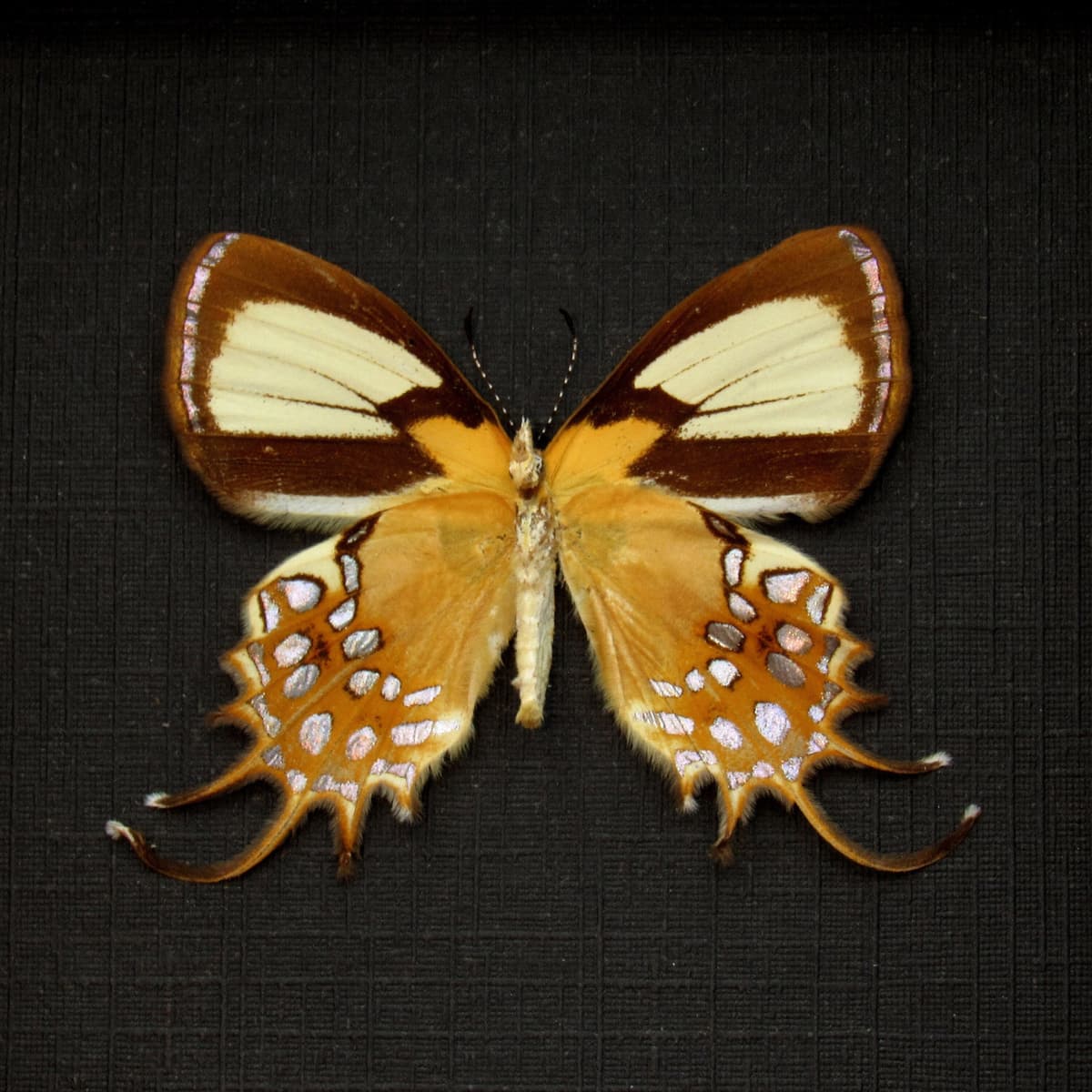 Real metallic gold butterfly framed taxidermy - Helicopis cupido