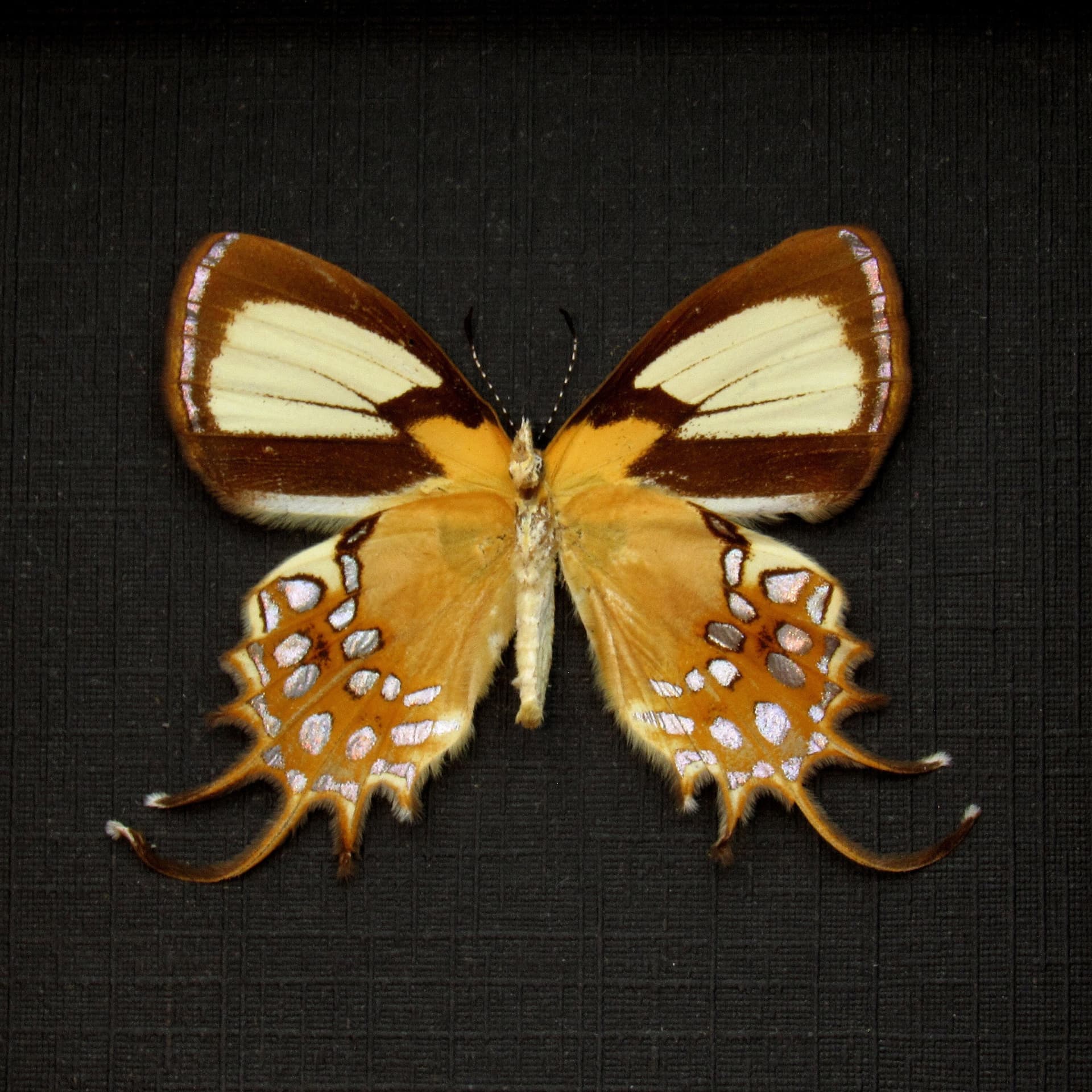 Real metallic gold butterfly framed taxidermy - Helicopis cupido