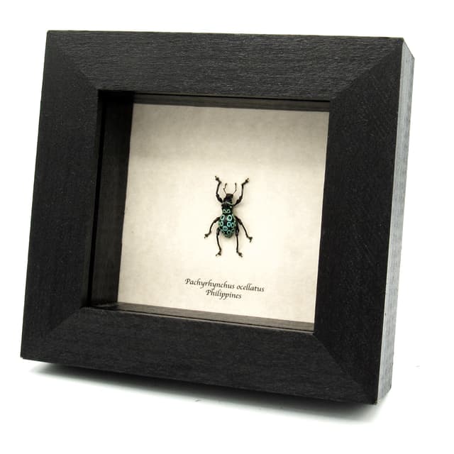 WEEVIL MANIA - Real blue beetle framed - Pachyrhynchus ocellatus