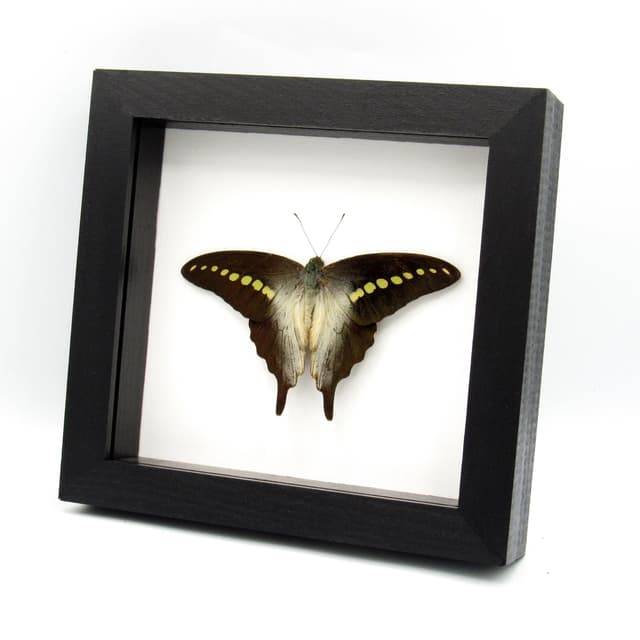Real framed taxidermy butterfly taxidermy - Graphium codrus - Victorian mount