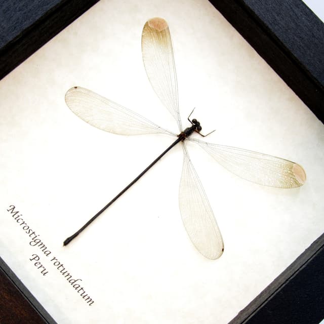 Real Giant Dragonfly framed taxidermy - Microstigma rotundatum