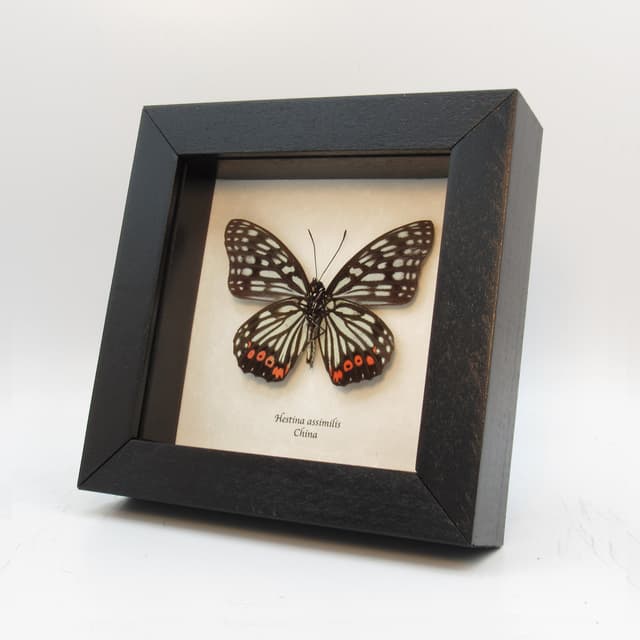 Real red and mint green butterfly framed taxidermy - Hestina assimilis