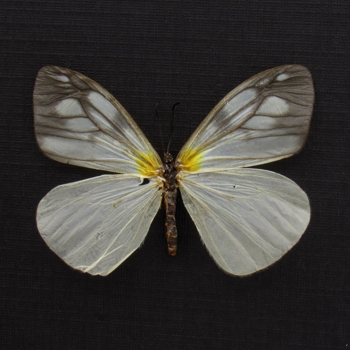 Real clear wing moth framed taxidermy - Zygaenidae species