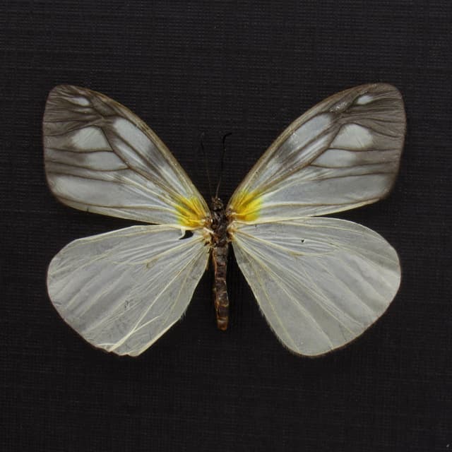 Real clear wing moth framed taxidermy - Zygaenidae species
