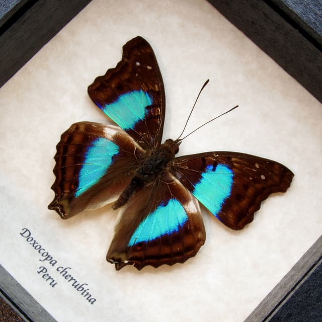 Real Turquoise Emperor butterfly framed taxidermy - Doxocopa cherubina