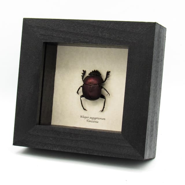 Rare Sacred Scarab beetle framed taxidermy - Kheper aegyptiorum - purple form