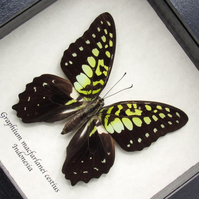 Real Green Triangle butterfly framed taxidermy - Graphium macfarlanei cestius