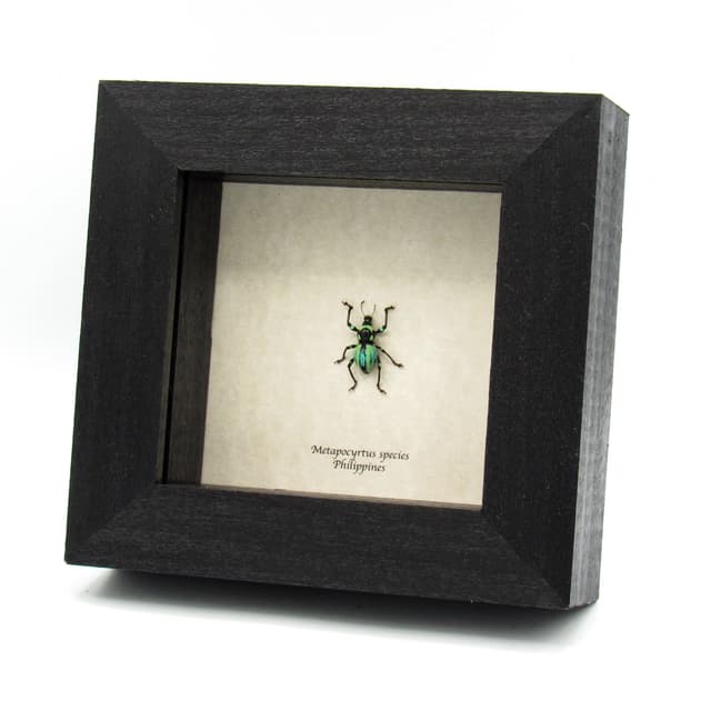 Rare weevil beetle framed specimen - Metapocyrtus species