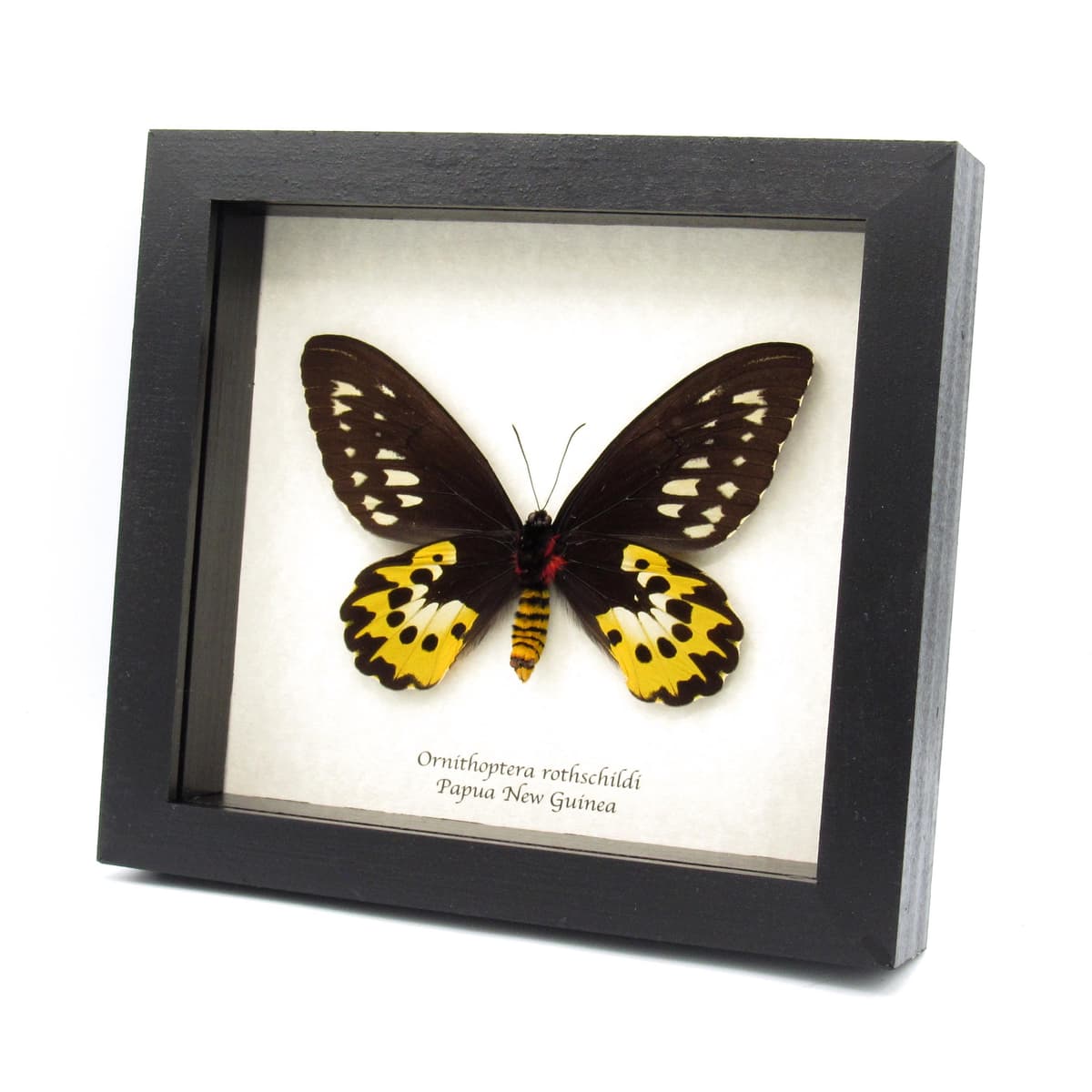 Real Golden Birdwing butterfly framed taxidermy - Ornithoptera rothschildi - female