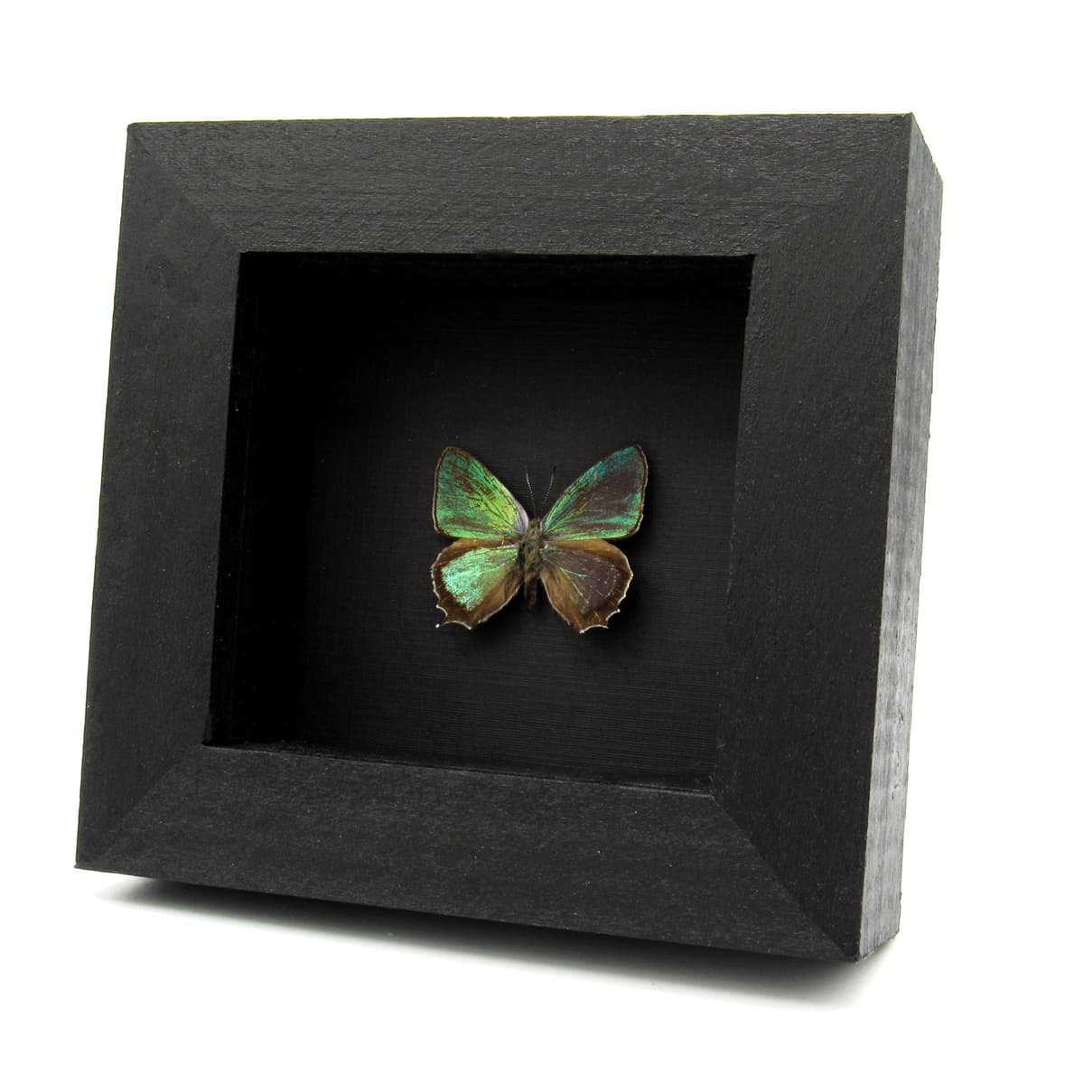 Real metallic Hairstreak butterfly framed specimen - Favonius jezoensis