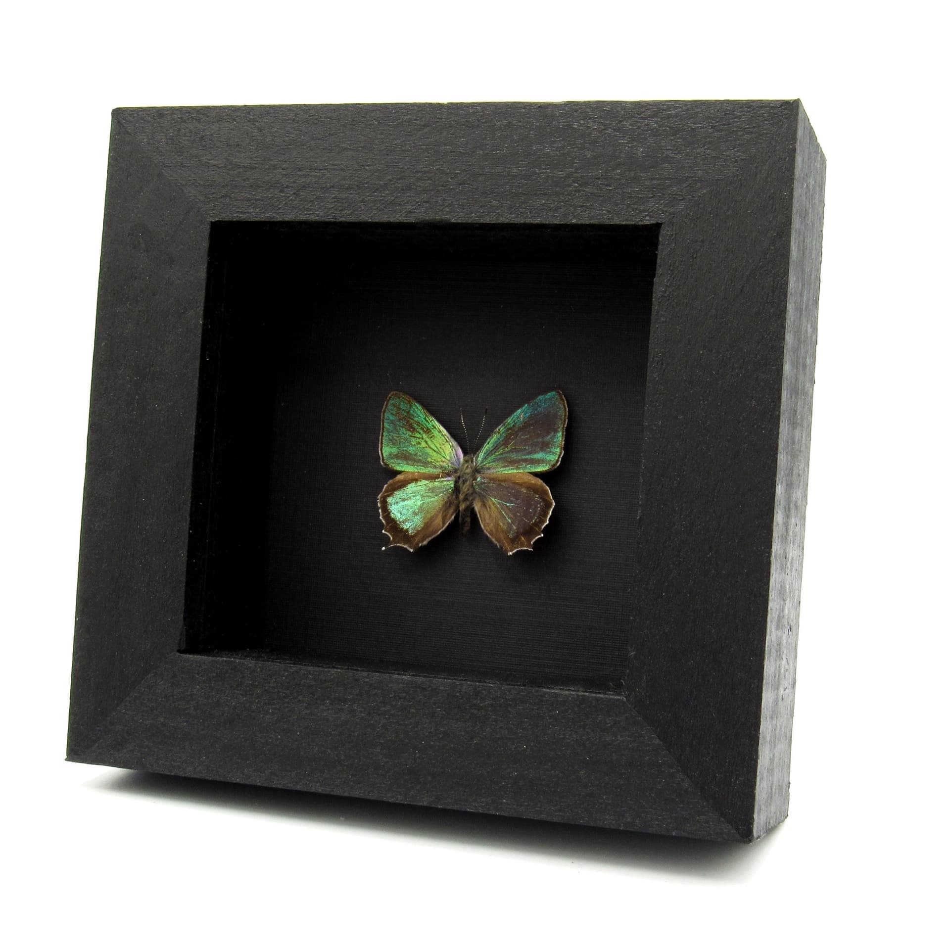 Real metallic Hairstreak butterfly framed specimen - Favonius jezoensis