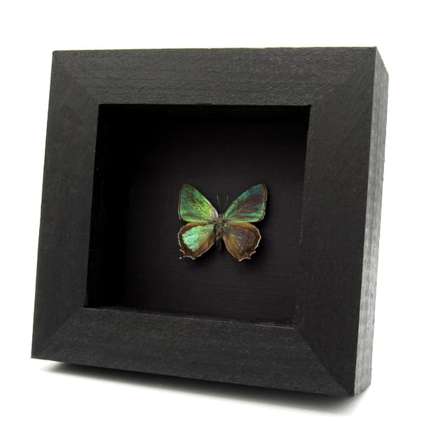 Real metallic Hairstreak butterfly framed specimen - Favonius jezoensis