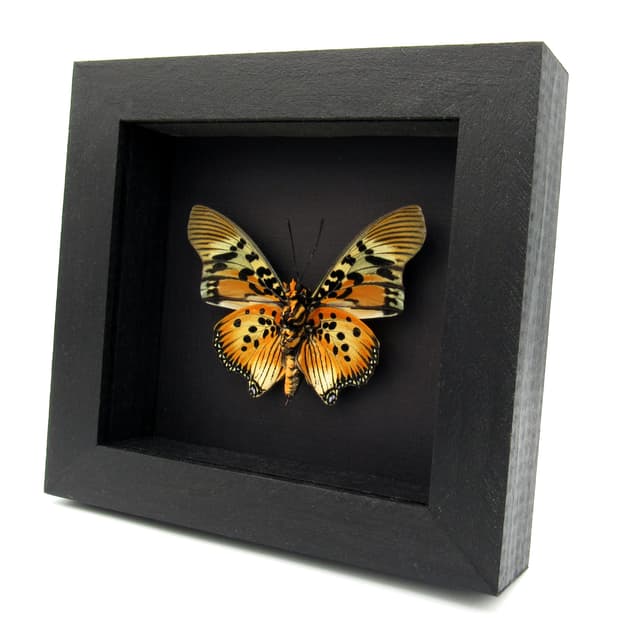 Rare framed taxidermy butterfly - Charaxes acraeoides