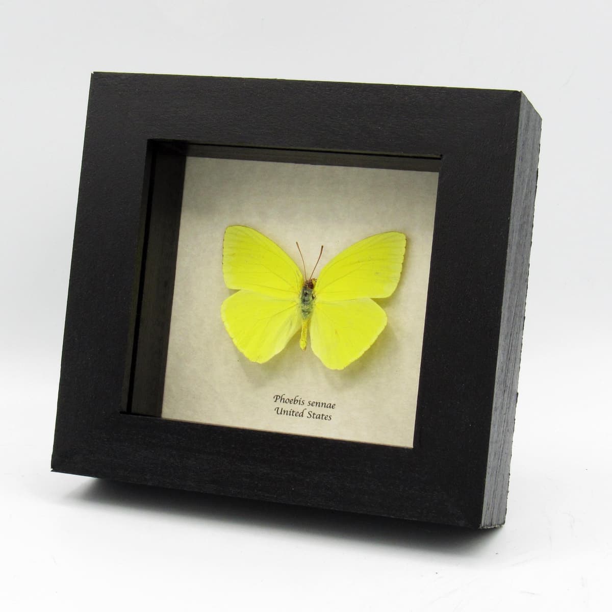 Real yellow Cloudless Sulphur butterfly framed taxidermy - Phoebis sennae