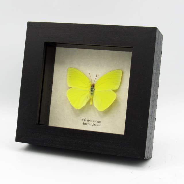 Real yellow Cloudless Sulphur butterfly framed taxidermy - Phoebis sennae