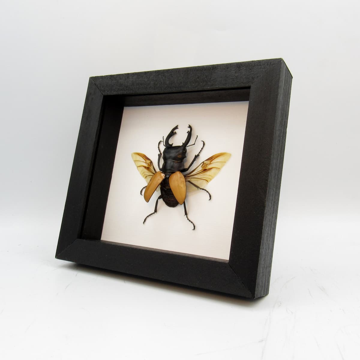 Real Stag Beetle framed taxidermy - Odontolabis mouhoti elegans