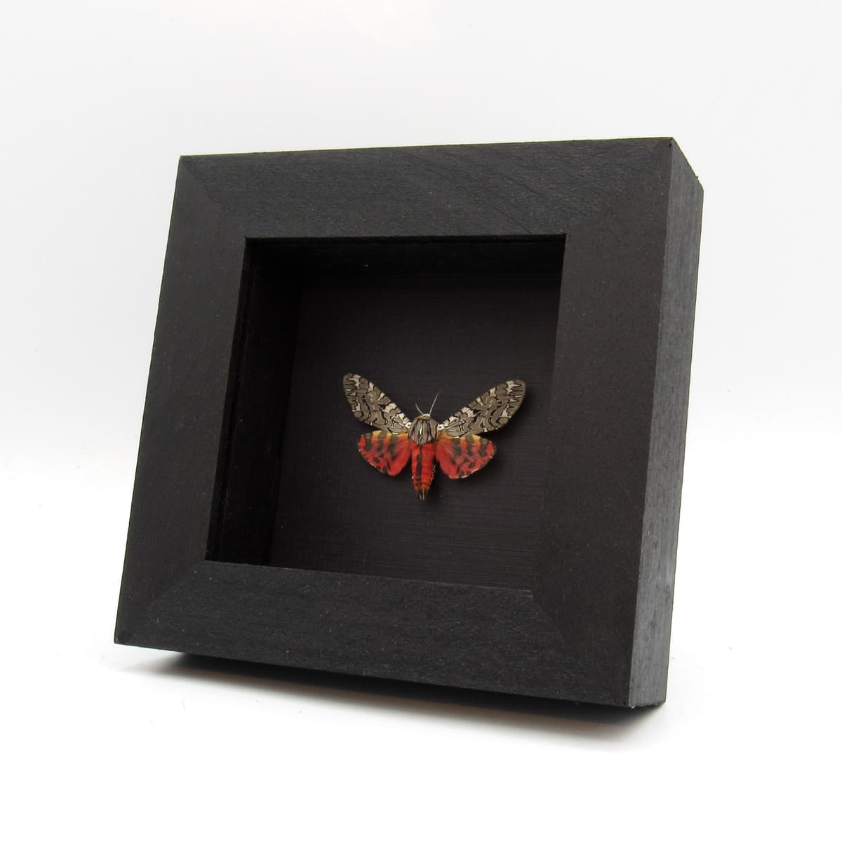 Real framed Painted Tiger Moth taxidermy - Arachnis picta - large female