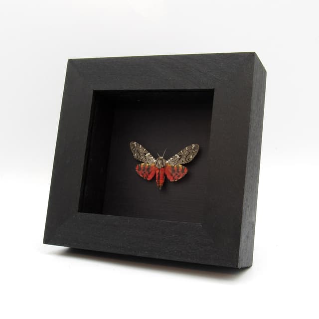 Real framed Painted Tiger Moth taxidermy - Arachnis picta - large female