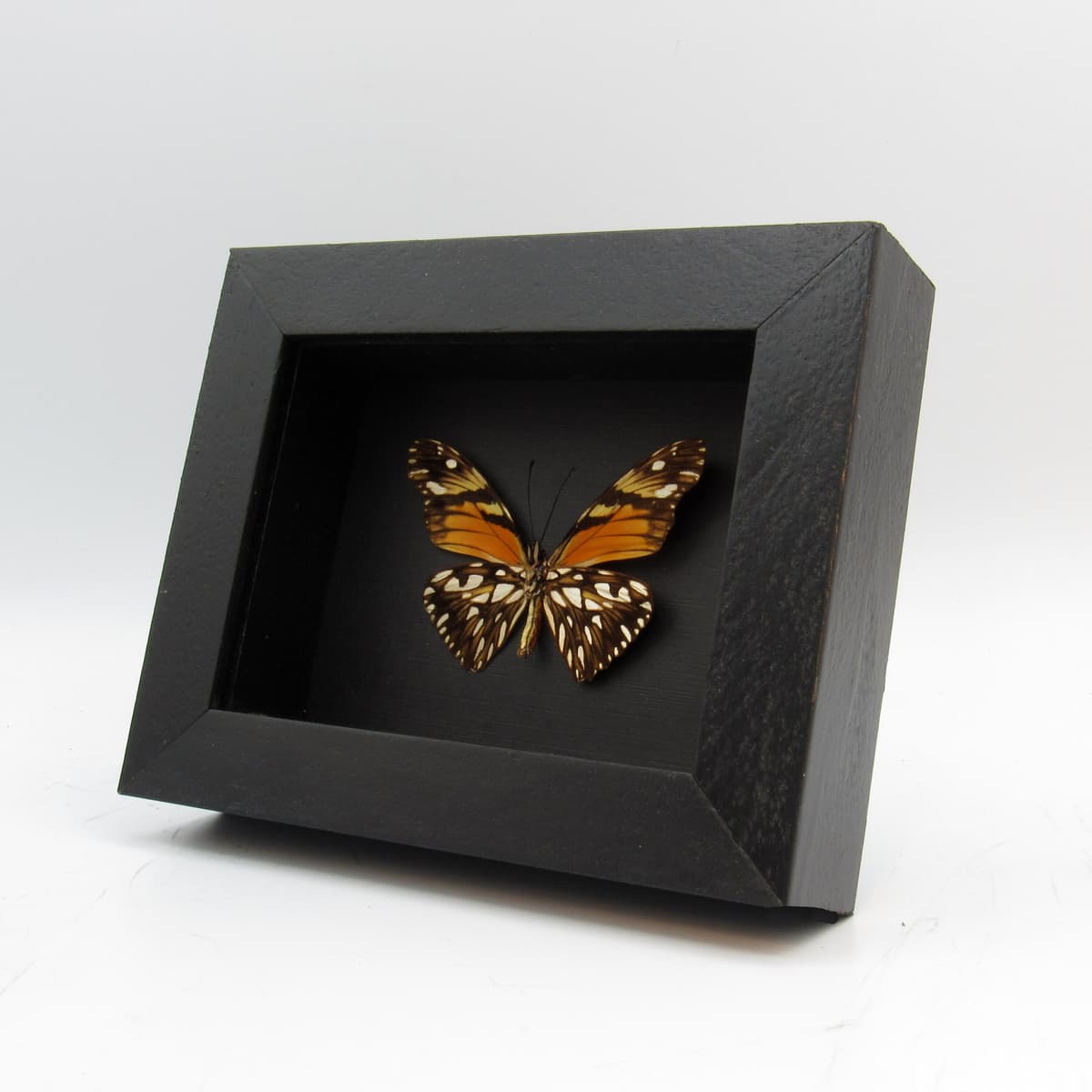 Real metallic butterfly framed taxidermy - Dione juno