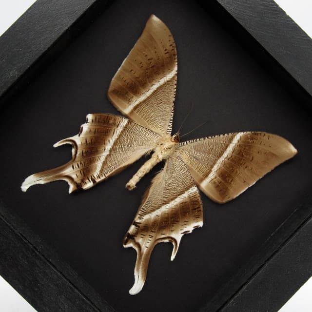 Large Tropical Swallowtail Moth framed taxidermy - Lyssa zampa