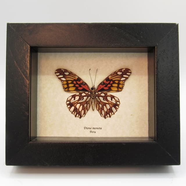 Real metallic silver butterfly framed taxidermy - Dione moneta