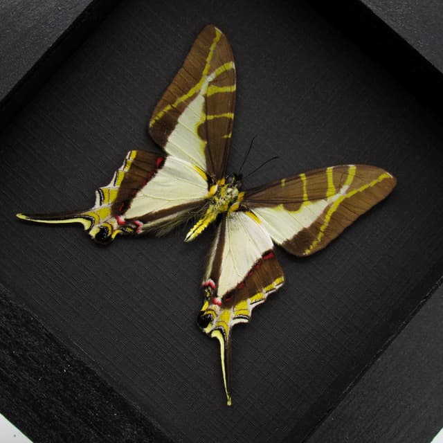 Rare Yellow Kite Tail Swallowtail butterfly framed taxidermy - Eurytides calliste