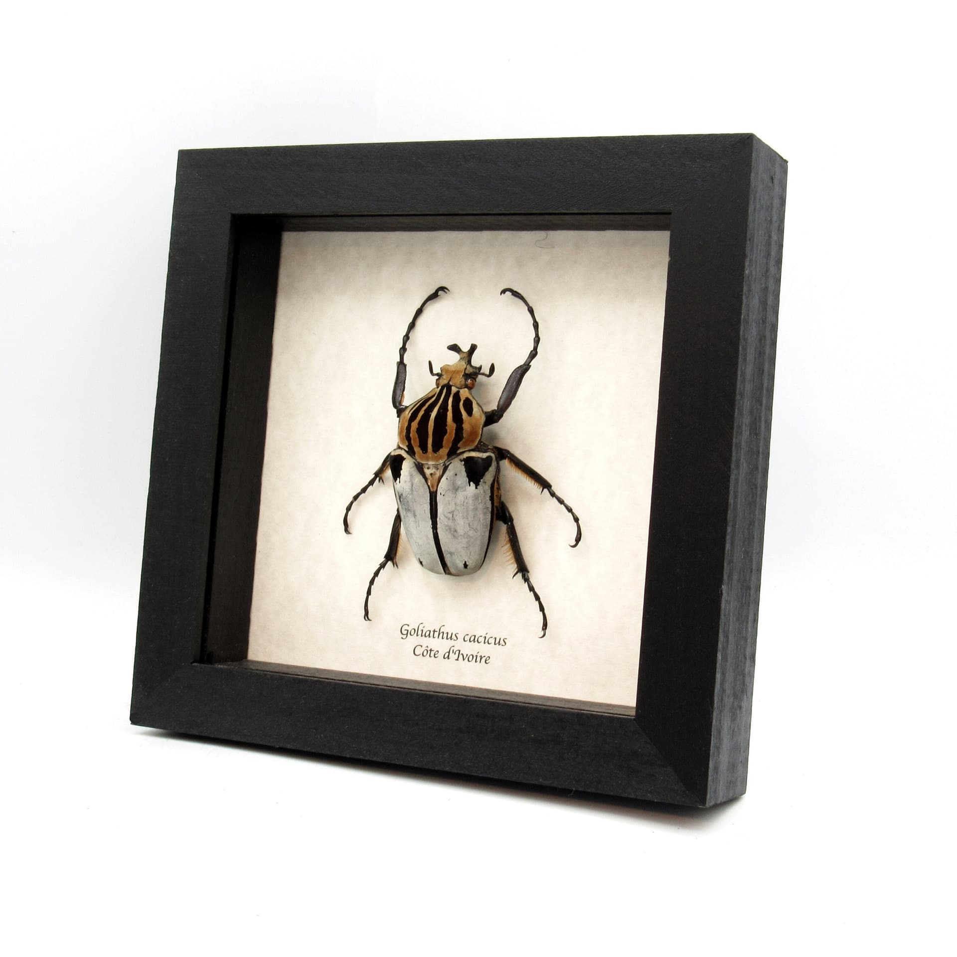 Rare Chief Goliath beetle framed taxidermy - Goliathus cacicus