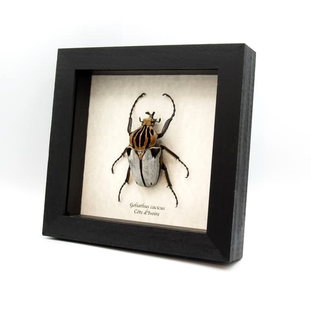 Rare Chief Goliath beetle framed taxidermy - Goliathus cacicus