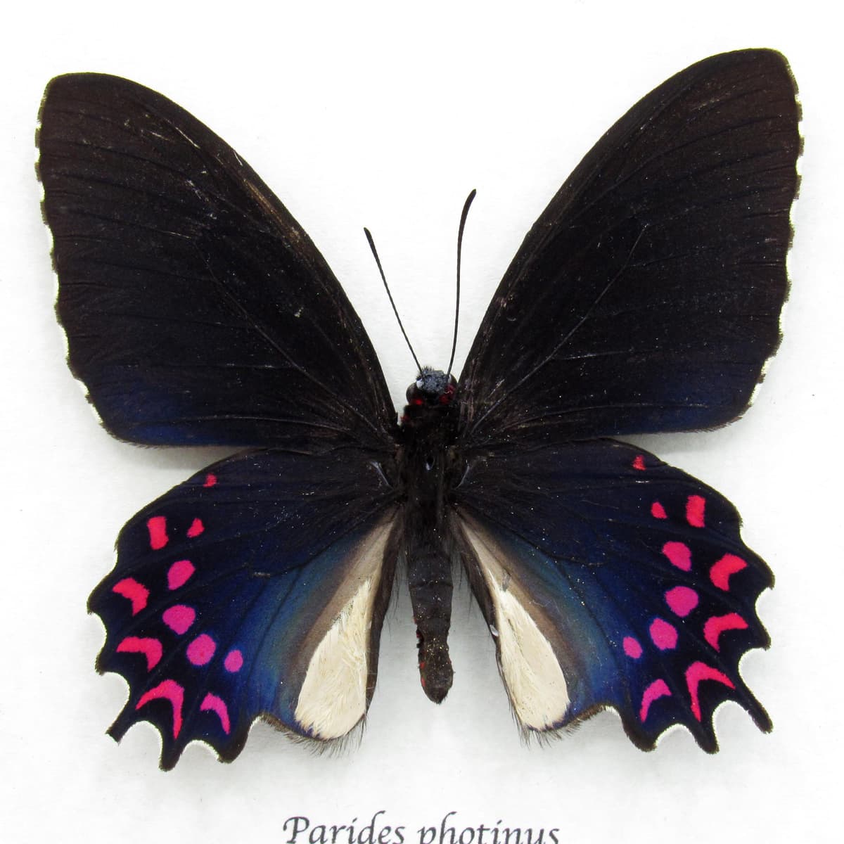 Rare iridescent framed Cattleheart butterfly taxidermy - Parides photinus