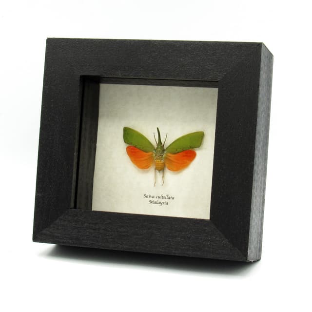 Real orange Lanternfly framed taxidermy - Saiva cultellata